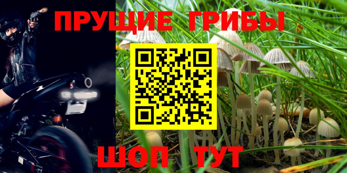Галлюциногенные грибы Psilocybine cubensis  Псилоцибиновые грибы прущие грибы  Минусинск  Вход с VPN 